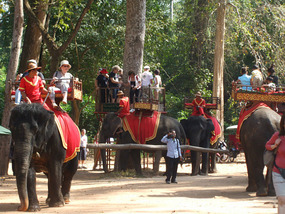 Elephant Rides