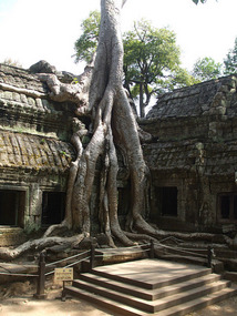 Roots Clutching Building