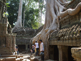 Roots Flowing from Side of Building