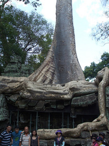 Sleeping Buddha Root