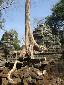 Tree at Ta Prohm