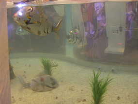 Robot Fish