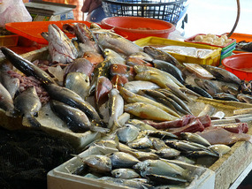 Fresh Fish