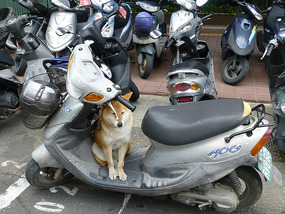 Guard Dog