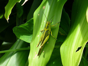 Giant Insect