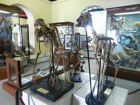 Ape Skeletons