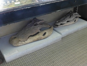 Crocodile Heads