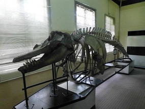 Dinosaur Skeleton