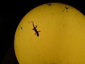 Lizard on Light