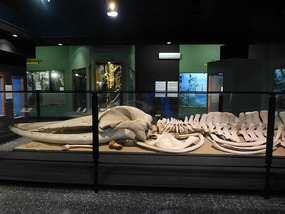 Large Skeleton