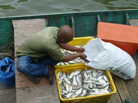 Fresh Fish