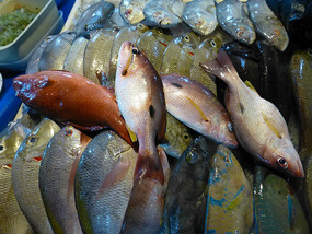 Fresh Fish