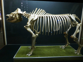 Animal Skeleton