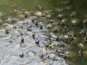 Turtle Pool