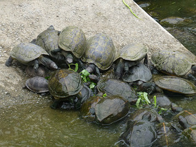 Turtles Munching