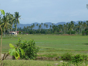Tropical Landscape