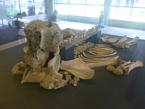 Skeleton Remains