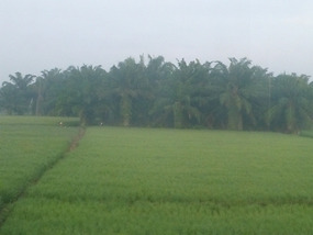 Morning Mist 