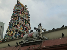 Cow and Pigeons