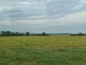Vast Sunflower Fields