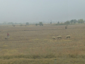 Grazing Sheep