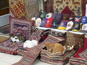 Sleeping Cats