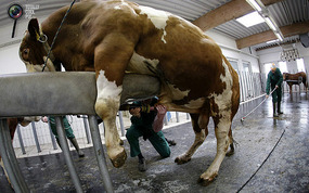 Bull Semen