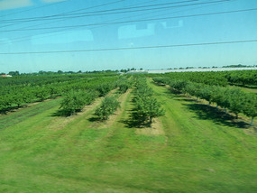 Fruit Farms