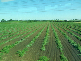 Fruit Farms