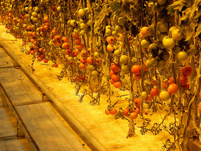 Tomatoe Vines