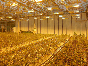 Indoor Greenhouse
