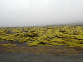 Moss Covered Ash