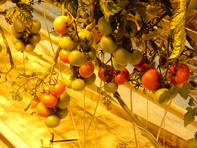 Ripened Tomatoes