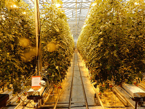Tomatoe Vines