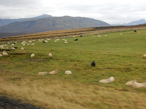 Grazing Cattle