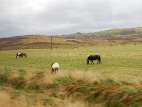 Grazing Horses
