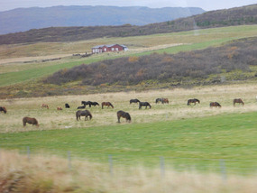 Horse Field