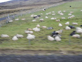 Sheep Field