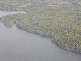 Tree Shoreline