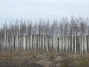 Needle Forest