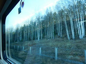 Thin Trees