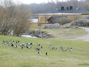 Ducks