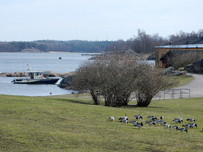 Ducks