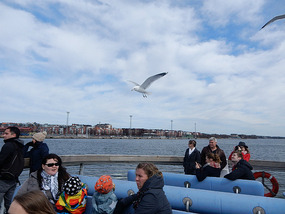 Seagulls