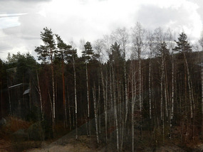 Needle Trees