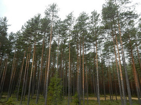 Trees