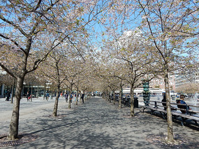 Cherry Blossom