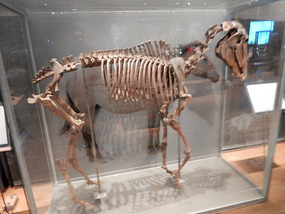 Swedish History Museum