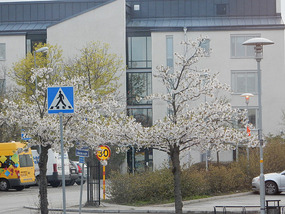 Cherry Blossom