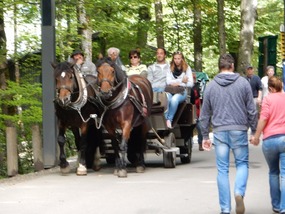 Horse Carriage